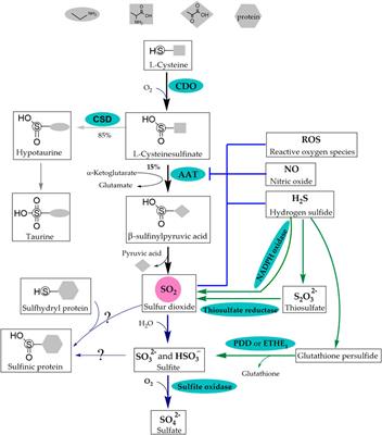 Advances in the research of sulfur dioxide and pulmonary hypertension